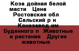  Коза дойная белой масти › Цена ­ 6 000 - Ростовская обл., Сальский р-н, Конезавод им Буденного п. Животные и растения » Другие животные   